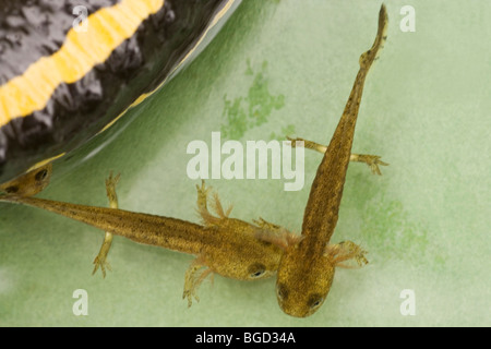 Europäische Feuersalamander (Salamandra salamandra). Zwei gerade geboren Kaulquappen oder Larven, neben weiblichen. Lebendgebärend. Stockfoto