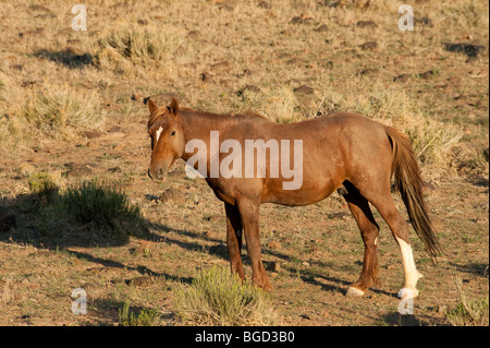 Wilde Pferd Equus Ferus Caballus Nevada Stockfoto