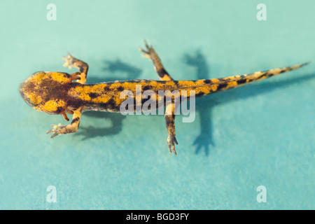 Europäische Feuersalamander (Salamandra salamandra). Larve oder Kaulquappe. Regression, Absorption von externen Kiemen. Stockfoto