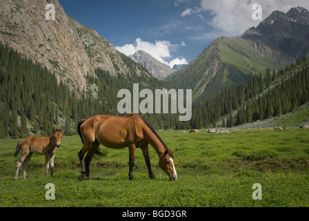 wilde Pferde füttern auf dem Rasen. Karakol, Kirgisistan Stockfoto
