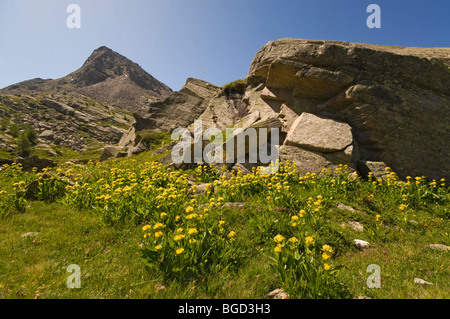 Gesichtet, Enzian (Gentiana Trommler), Gran Paradiso Nationalpark, Valle d ' Aosta, Italien, Europa Stockfoto