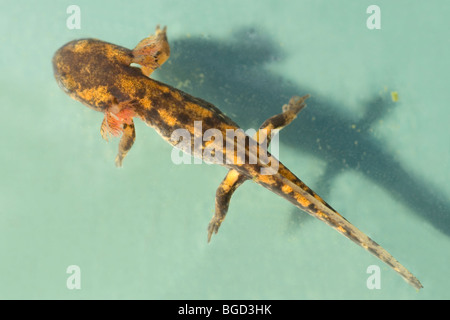 Europäische Feuersalamander (Salamandra Salamandra). Larven oder Kaulquappe. Verteilung der schwarzen und gelben Markierungen sichtbar Stockfoto