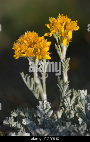 Gletscher-Wermut, Alpine Beifuß (Artemisia Cyclopoida), Gran Paradiso Nationalpark, Valle d ' Aosta, Italien, Europa Stockfoto