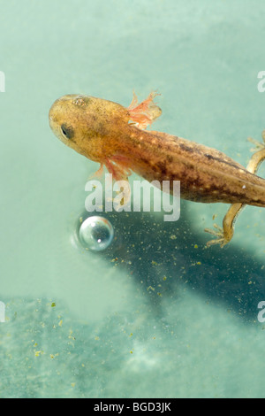 Europäische Feuersalamander Larve oder Kaulquappe (Salamandra Salamandra). Im Wasser und zeigt äußere Kiemen. Stockfoto