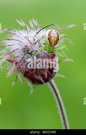 Grüne Krabbenspinne (Diaea Dorsata), Filz, Wörgl, Tirol, Österreich, Europa Stockfoto