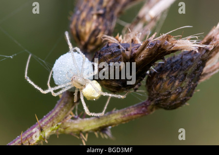 Candy Stripe Spider (Enoplognatha Ovata), Weiblich, mit Cocoon, Riedener See, Lechtal, Außerfern, Tirol, Österreich, Europa Stockfoto