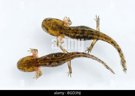 Europäische Feuersalamander (Salamandra salamandra). Zwei adpoles oder Larven, in aquatischen Phase der Entwicklung. Stockfoto