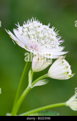 Große Sterndolde (Astrantia große), See Lutten, Mittenwald, Bayern, Deutschland, Europa Stockfoto