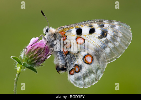 Apollo-Falter (schon Apollo), Gran Paradiso Nationalpark, Valle d ' Aosta, Italien, Europa Stockfoto