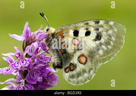 Apollo-Falter (schon Apollo), Gran Paradiso Nationalpark, Valle d ' Aosta, Italien, Europa Stockfoto