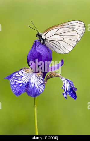 Schwarz-veined White (Aporia Crataegi), Filz, Wörgl, Tirol, Österreich, Europa Stockfoto