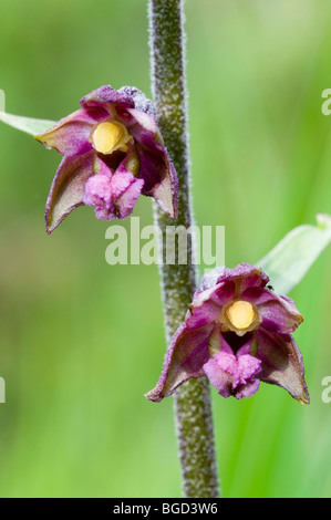 Dunkel rot Helleborine oder Royal Helleborine (Epipactis Atrorubens), Pfrillensee See, Lechtal, Tirol, Österreich, Europa Stockfoto