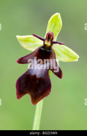 Fliegen Sie, Orchidee (Ophrys Insectifera), Pfrillen See, Lechtal, Tirol, Österreich, Europa Stockfoto