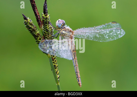 Gelb-winged Darter (Sympetrum Flaveolum), Filz, Wörgl, Tirol, Austria, Europe Stockfoto