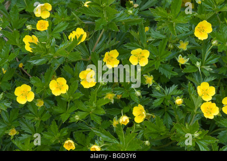 Gemeinsamen Blutwurz oder Septfoil (Potentilla Erecta), Oberaarsee, Berner Alpen, Kanton Bern, Schweiz, Europa Stockfoto