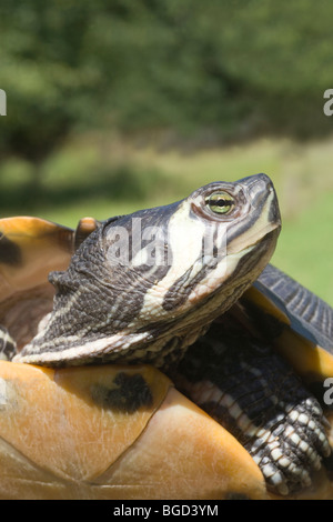 Bauche Schildkröte (ist Scripta Scripta). Porträt zeigt Arten Kopf Markierungen. Stockfoto