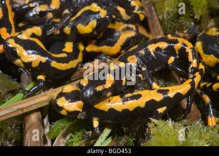 Europäische Feuersalamander (Salamandra Salamandra). Gruppe von verwandelt vor kurzem junge. Jetzt terrestrische Leben. Stockfoto