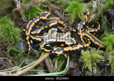 Feuersalamander (Salamandra Salamandra). Vor kurzem metamorphem jung. Stockfoto