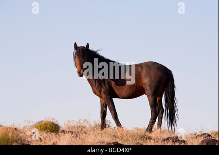 Wilde Pferd Equus Ferus Caballus Nevada Stockfoto