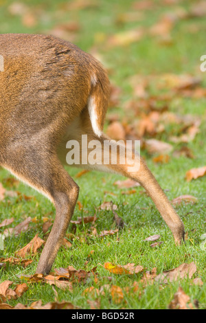 Deer Muntjak (Muntiacus Reevesi). Üblichen hängenden Position der Schwanz zeigen. Stockfoto