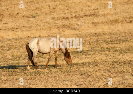 Wilde Pferd Equus Ferus Caballus Nevada Stockfoto