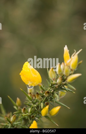 Leuchtend gelben Blumen und Starre zerfurcht Stacheln an Blättern Stechginster (Ulex europaeus). Auch als Furze und Whin. Stockfoto