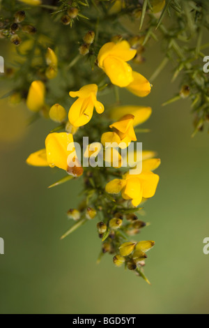 Leuchtend gelben Blumen und Starre zerfurcht Stacheln an Blättern Stechginster (Ulex europaeus). Auch als Furze und Whin. Stockfoto