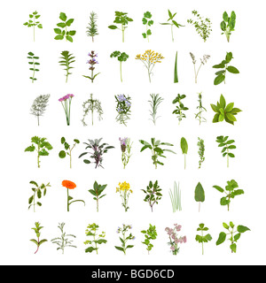 Große medizinische und kulinarische Kräuter Blume und Blatt Sammlung, isoliert auf weißem Hintergrund. Achtundvierzig Kräuter. Stockfoto