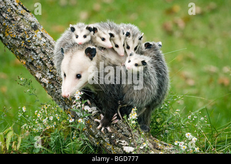 Virginia Opossum Weibchen mit jungen Reiten auf dem Rücken. Stockfoto