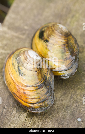 Swan Muscheln (Anodonta Signia). Zwei vorübergehend aus dem Wasser gerissen. Gefangen in einem Teich Netz eintauchen. Stockfoto