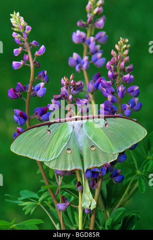 Luna Moth ACTIAS luna über Wild Lupin Eastern North America, von Skip Moody/Dembinsky Photo Assoc Stockfoto