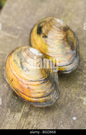 Swan-Muschel (Anodonta Signia). Zwei Exemplare vorübergehend aus dem Wasser. Stockfoto