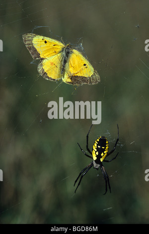 Garden Spider Argiope aurantia mit erfassten Schwefel Schmetterling im östlichen Nordamerika, durch Überspringen Moody/Dembinsky Foto Assoc Stockfoto