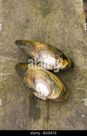 Swan Muscheln (Anodonta Signia). Zwei Temporariy aus dem Wasser gerissen. Stockfoto