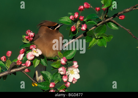 Cedar Waxwing Bombycilla cedrorum in Apple Tree Frühling östlichen Vereinigten Staaten, von George E Stewart/Dembinsky Foto Assoc Stockfoto