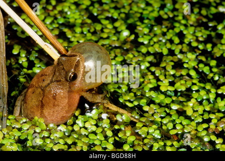 Spring Peeper singen Hyla Crucifer östlichen Nordamerika Stockfoto