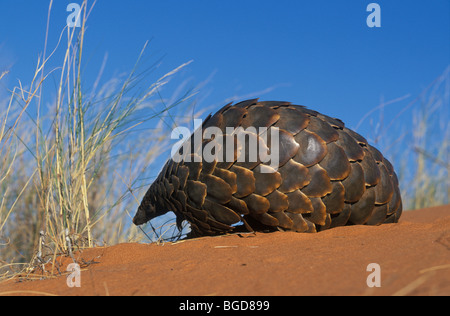 Boden Pangolin Manis temminckii Südlichen & östlichen Afrika Stockfoto