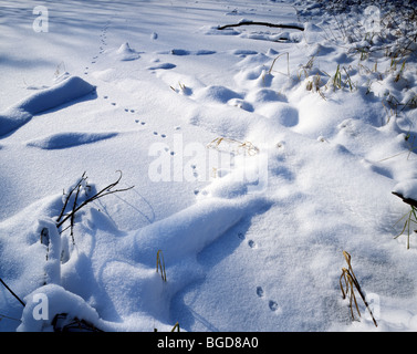 Rotfuchs Vulpes Vulpes Spuren im Schnee Nordamerika Stockfoto