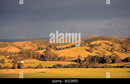 Landschaft Dandenong Ranges Victoria Australien Stockfoto