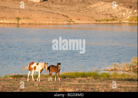 Wild Horse-Stute mit Fohlen Nevada Stockfoto