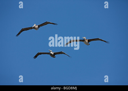 Braune Pelikane (Pelecanus Occidentalis) - Soaring - Southern California - USA Stockfoto