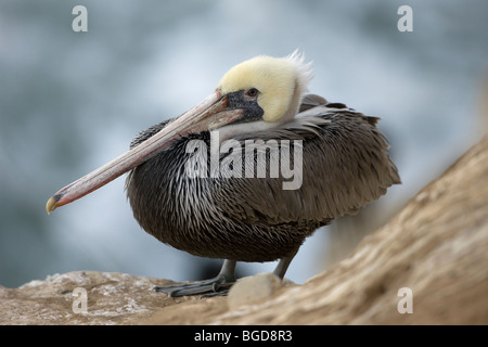 Brauner Pelikan (Pelecanus Occidentalis) - thront auf Felsen - Southern California - USA Stockfoto