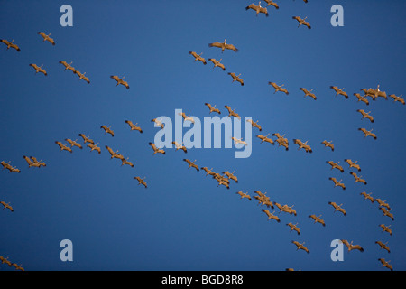 Kraniche fliegen in Formation (Grus Canadensis) - Überwinterung im südlichen Arizona - USA Stockfoto