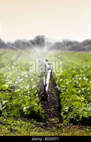 Salat Pflanzen bewässern Stockfoto