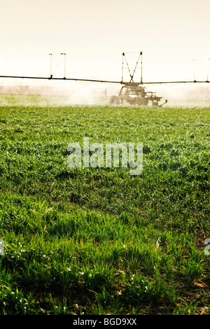 Hafer-Ernte wird in Queensland Australien bewässert Stockfoto