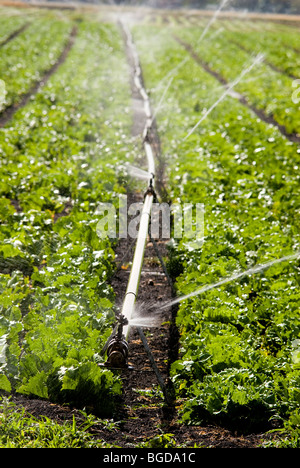 Salat Pflanzen bewässern Stockfoto