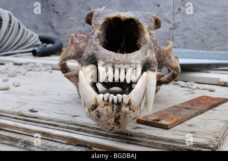 Frisch gehäutete Schädel eines Eisbären (Ursus Maritimus) mit riesigen Zähnen, Clyde River, Baffininsel, Nunavut, Kanada, Arktis Stockfoto