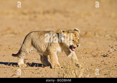 Löwen Pup, Cub (Panthera Leo), Kgalagadi Transfrontier National Park, Gemsbok National Park, Südafrika, Botswana, Afrika Stockfoto