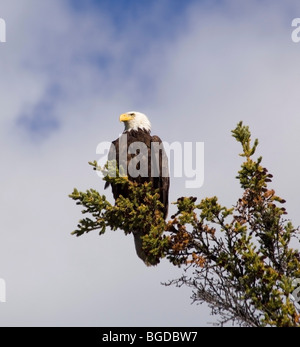 Erwachsenen Weißkopf-Seeadler (Haliaeetus Leucocephalus) thront auf einer Fichte, auf der Suche nach toten Lachs, Takhini River, Yukon-Territorium, Stockfoto