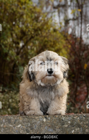 Havaneser Welpen, Männlich, 16 Wochen Stockfoto